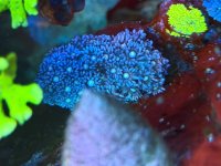 IMG_7335.jpeg