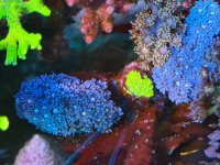 IMG_7331.jpeg