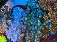 IMG_7334.jpeg