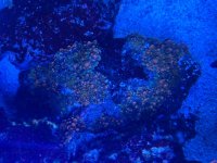 IMG_9181.jpeg