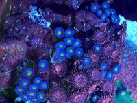 IMG_9175.jpeg