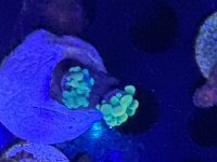 IMG_1246.jpeg
