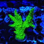 top-shelf-aquatics-ora-frogskin-acropora-xl-frag-coral-1156431313.jpg.webp