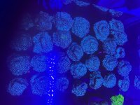 IMG_0442.jpeg