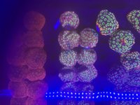 IMG_0438.jpeg