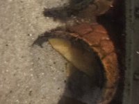 IMG_2418.jpeg