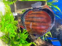 IMG_0164.jpeg