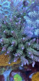 IMG_7520.jpeg