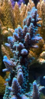 IMG_7542.jpeg
