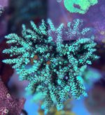 IMG_7516.jpeg