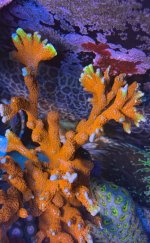 IMG_7496.jpeg