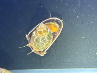 IMG_7206.jpeg