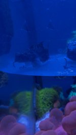 Tasty_Bloodworm.jpg