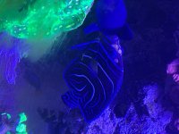 IMG_9917.jpeg