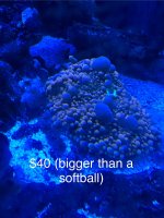 IMG_9870.jpeg