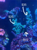 IMG_9874.jpeg