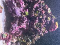 IMG_9690.jpeg