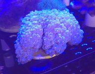 Pearl Bubble Coral.jpg Pearl Bubble Coral.jpg