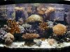 dec tank 11.jpg