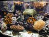 dec tank 21.jpg