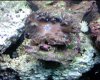 anemone002.jpg