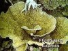 oxypora_lacera_scroll_coral2688.jpg