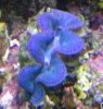 clam1.jpg