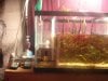 Refugium Sump 009a.JPG