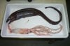 basketwork_eel1.jpg