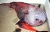 blob_fish1.jpg