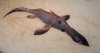 chimaera_pup1.jpg