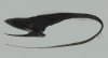 umbrella_mouth_gulper_eel1.jpg