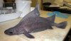 prickly_shark1.jpg