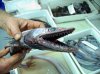 lizard_fish1.jpg