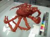 crab1.jpg