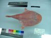 coffinfish1.jpg