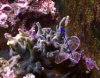Acro-red-bugs2.JPG