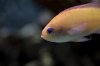 Fish-Challenge.jpg