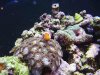 Clown host zoo good111.jpg