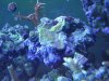 mystery coral from Bec.JPG