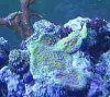 mystery coral from bec (2).jpg