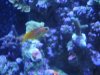 Mida Blenny.JPG