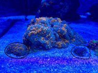 IMG_3124.jpeg