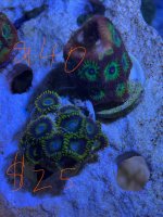 IMG_4825.jpeg