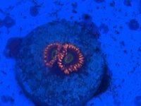 IMG_2768.jpeg