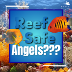 Dwarf Angelfish.png