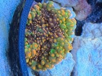 IMG_8547.jpeg