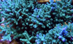 IMG_0774.jpeg
