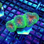 50 PC130044.JPG
