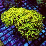 155 PC070124.JPG